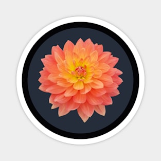 Orange Waterlily Dahlia Flower Circle Frame Magnet